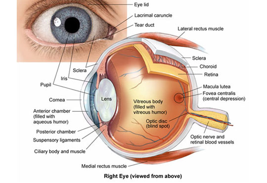 Ophthalmic Ultrasound (USG of Eyes)
