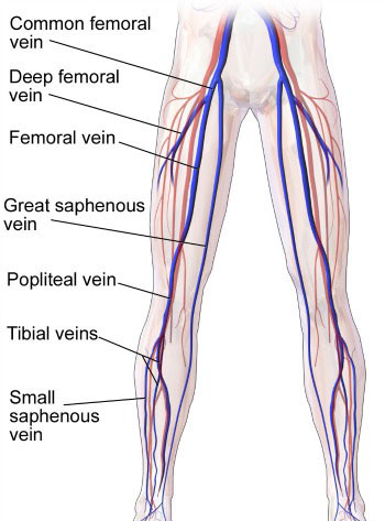 Color Doppler of Venous System of Upper and Lower Limbs